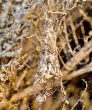 Coneweb Spider